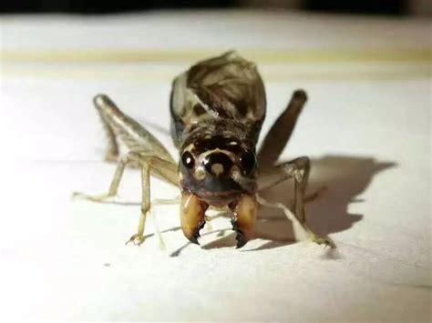 家裡有蟋蟀代表什麼 腰果眼面相